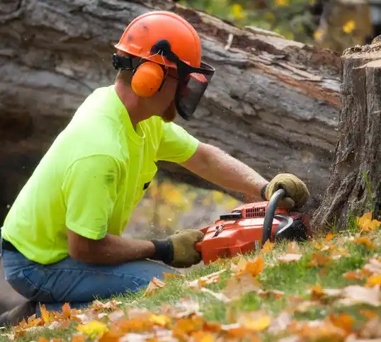 tree services Chapel Hill